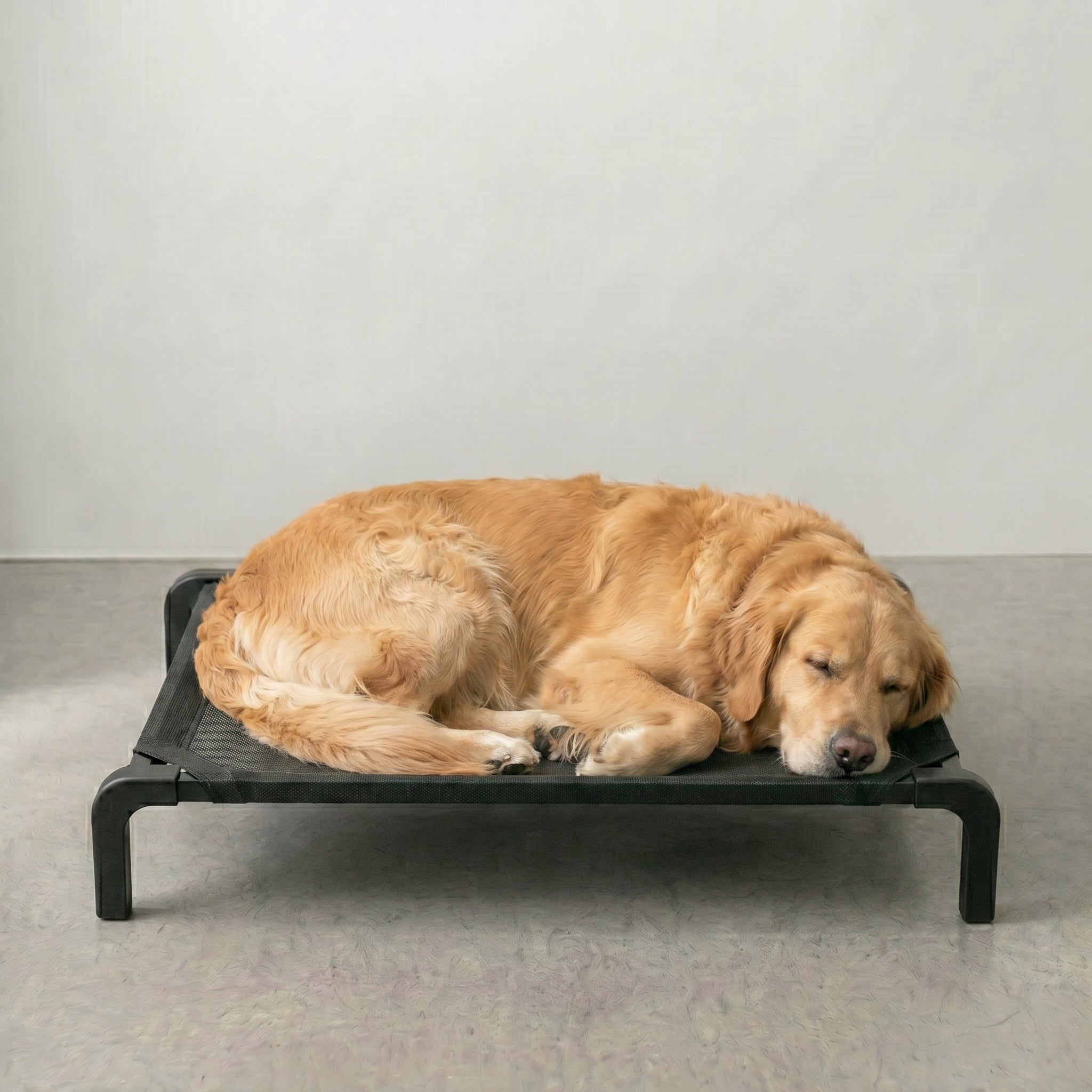 Lit Surélevé Noir pour Chien – AirPaw